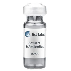 抗血清和抗体|产品#758